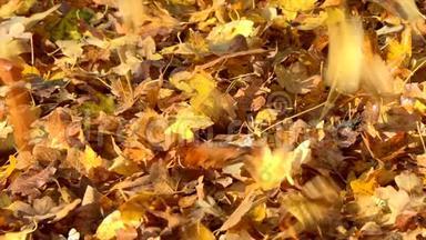 秋天的树叶缓缓飘落，五彩缤纷的秋天
